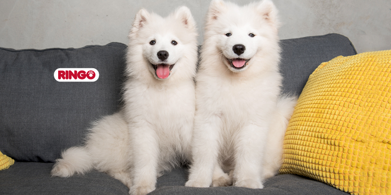 como hacer una fiesta para perros